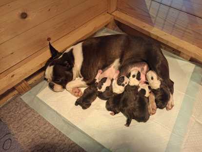 Chiots Boston Terrier à vendre