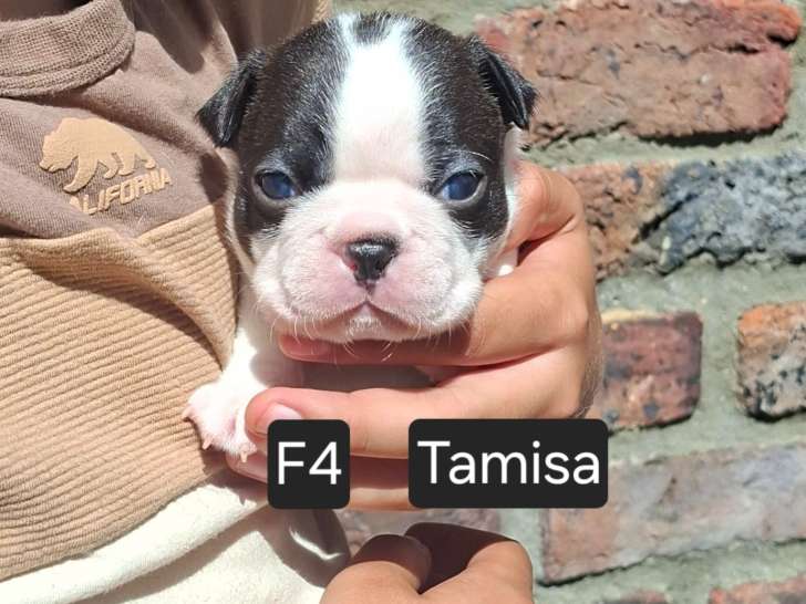 Chiots Boston Terrier à vendre
