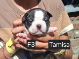 Chiots Boston Terrier à vendre