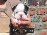 Chiots Boston Terrier à vendre