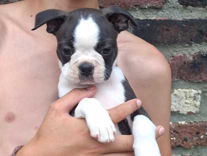 Chiots Boston Terrier à vendre