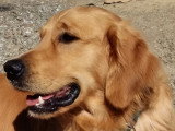 Chien adulte Golden Retriever mâle LOF à vendre