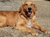 Chien adulte Golden Retriever mâle LOF à vendre