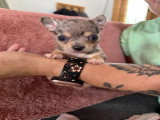 Chiot mâle Chihuahua mini à vendre