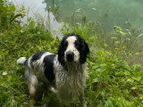 Mâle Springer Spaniel Mâle chasseur LOF disponible pour saillie