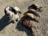 Mâle Springer Spaniel Mâle chasseur LOF disponible pour saillie