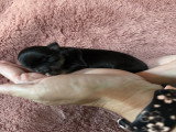 Chiots mâle Chihuahua minis à vendre