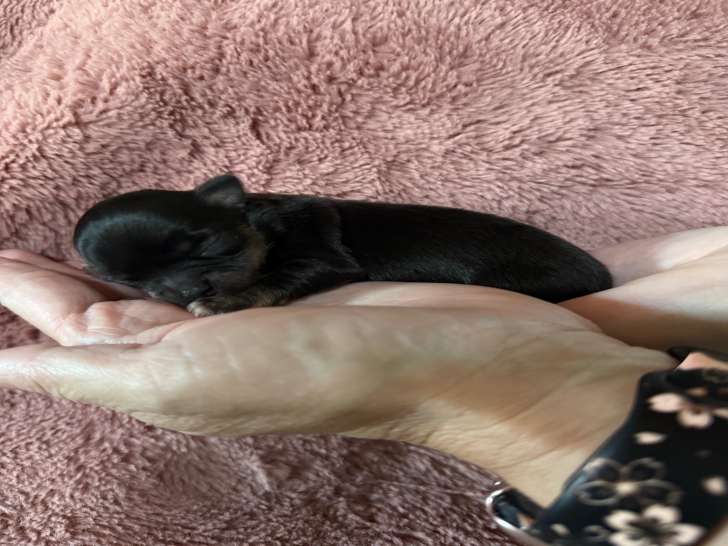 Chiots mâle Chihuahua minis à vendre