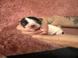 Chiots mâle Chihuahua minis à vendre