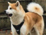 Chiots Akita Inu LOF à vendre