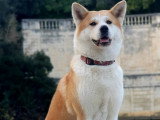 Chiots Akita Inu LOF à vendre