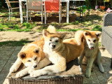 Chiots Akita Inu LOF à vendre