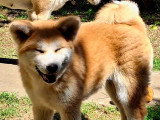 Chiots Akita Inu LOF à vendre