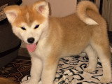 Chiots Akita Inu LOF à vendre