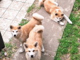 Chiots Akita Inu LOF à vendre