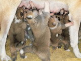 Chiots Akita Inu LOF à vendre