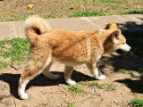 Chiots Akita Inu LOF à vendre