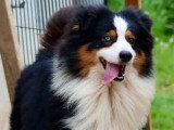 Berger Australien mâle noir tricolore LOF confirmé disponible pour saillie