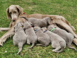 Chiots de race Braque de Weimar à vendre (4 femelles)