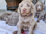 Chiots de race Braque de Weimar à vendre (4 femelles)