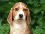 Chiot Beagle mâle LOF à vendre né en janvier 2026