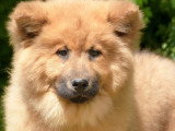 Portée Eurasier LOF 2 chiots nés en décembre 2025 en vente