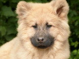 Portée Eurasier LOF 2 chiots nés en décembre 2025 en vente