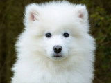 Chiot Samoyède mâle blanc non LOF disponible, né en janvier 2026
