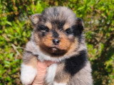 2 chiots Spitz mâles bleu merle à réserver non LOF avril 2026