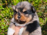 2 chiots Spitz mâles bleu merle à réserver non LOF avril 2026