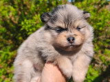 2 chiots Spitz mâles bleu merle à réserver non LOF avril 2026