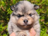 2 chiots Spitz mâles bleu merle à réserver non LOF avril 2026