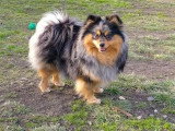 2 chiots Spitz mâles bleu merle à réserver non LOF avril 2026
