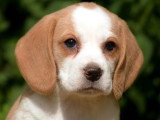 4 chiots Beagle Lemon LOF nés en mars 2026 à réserver