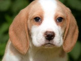 4 chiots Beagle Lemon LOF nés en mars 2026 à réserver
