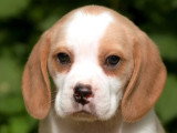 4 chiots Beagle Lemon LOF nés en mars 2026 à réserver