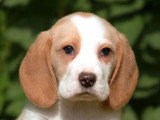 4 chiots Beagle Lemon LOF nés en mars 2026 à réserver