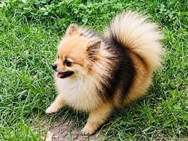 Chien Spitz Pomeranian mâle orange non LOF à vendre