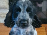 Chiot Cocker Spaniel Anglais mâle noir et blanc LOF de février 2026 à vendre