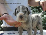Chiots Dogue Allemand LOF à vendre