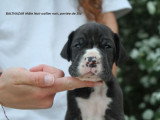 Chiots Dogue Allemand LOF à vendre