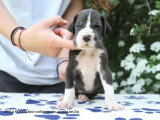 Chiots Dogue Allemand LOF à vendre