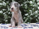 Chiots Dogue Allemand LOF à vendre