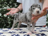 Chiots Dogue Allemand LOF à vendre