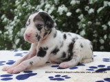 Chiots Dogue Allemand LOF à vendre