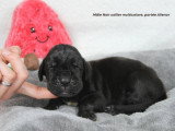 Chiots Dogue Allemand LOF à vendre