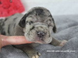 Chiots Dogue Allemand LOF à vendre