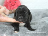 Chiots Dogue Allemand LOF à vendre