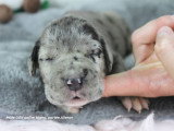 Chiots Dogue Allemand LOF à vendre