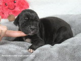 Chiots Dogue Allemand LOF à vendre